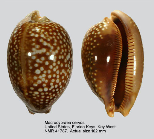 Macrocypraea cervus.jpg - Macrocypraea cervus(Linnaeus,1771)